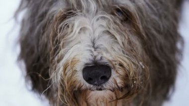 Namlu köpek uzun saçlı