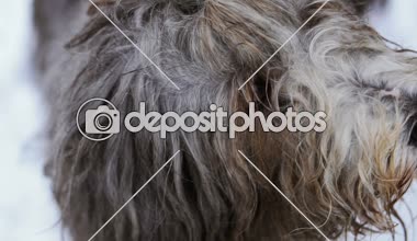 Namlu köpek uzun saçlı