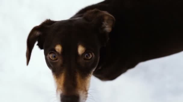 Winter Hond Sneeuw — Stockvideo