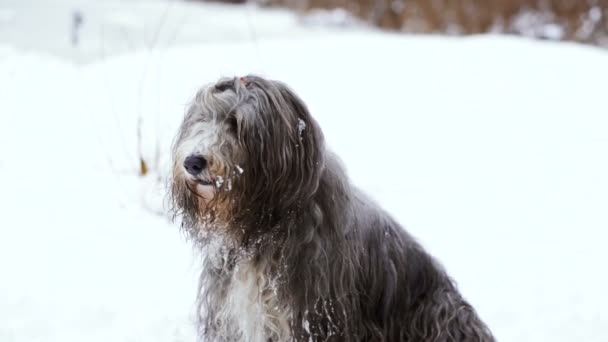 Kış Köpek Içinde Belgili Tanımlık Kar — Stok video
