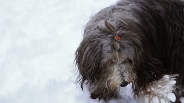 雪の中の犬 — ストック動画