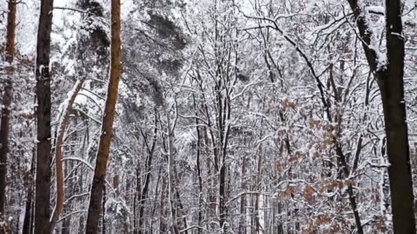Kış Karlı Ormanı Kış Snowy Orman — Stok video