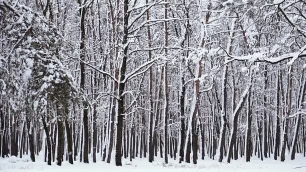 雪に覆われた森 雪に覆われた森 — ストック動画