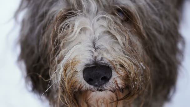 Maulkorb Hund Mit Langen Haaren — Stockvideo