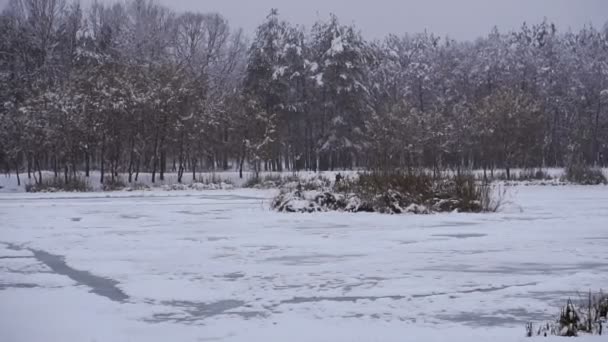 Зима Сніжний Ліс Зима Сніговий Ліс — стокове відео