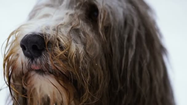 Maulkorb Hund Mit Langen Haaren — Stockvideo