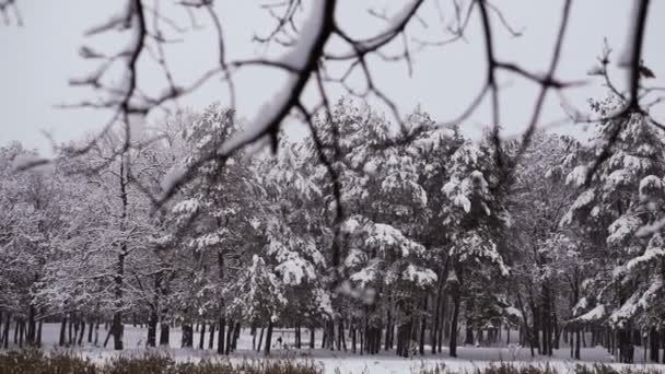 Inverno Foresta Innevata Inverno Foresta Innevata — Video Stock