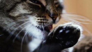 Kedi. Kedi yalama pençe