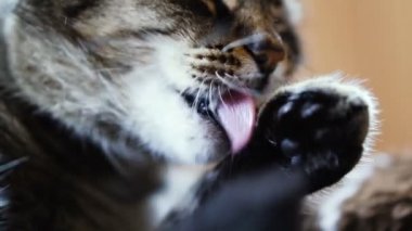 Kedi. Kedi yalama pençe