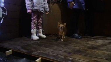 Köpek. Küçük köpek kabuk