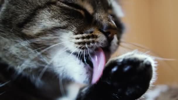 猫舔爪子 — 图库视频影像
