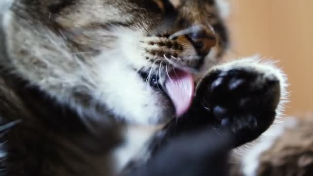 Un chat. chat lécher patte 
