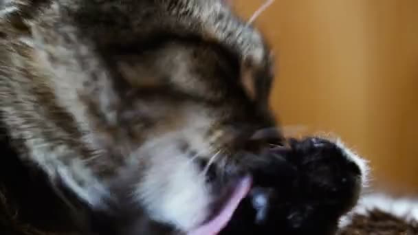 Katt Cat Licking Paw — Stockvideo