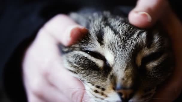 Gato Mãos Mulher Acariciando Gato — Vídeo de Stock
