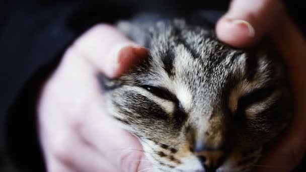 Cat Las Manos Las Mujeres Acariciando Gato — Vídeos de Stock