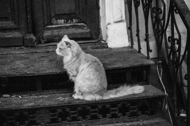 Bahçesinde kedi. Sokakta bahçesinde kedi