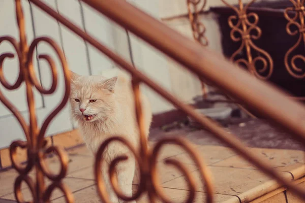 Bahçesinde Kedi Sokakta Bahçesinde Kedi — Stok fotoğraf