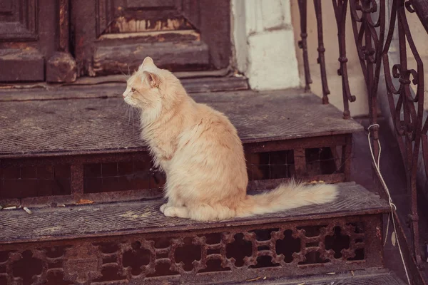 Hofkatze Hofkatze Auf Der Straße — Stockfoto