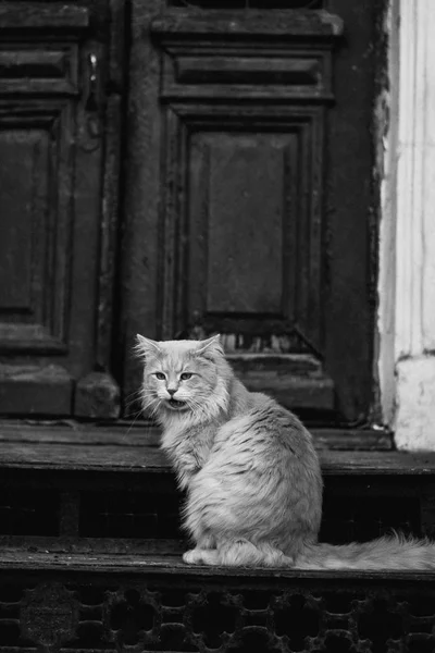 Hofkatze Hofkatze Auf Der Straße — Stockfoto