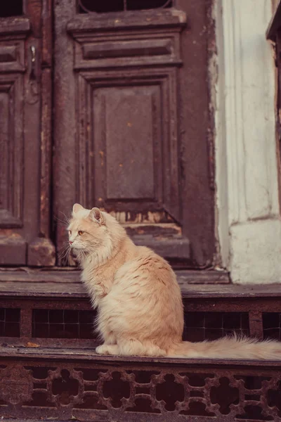 Chat Jardin Chat Cour Dans Rue — Photo