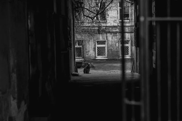 Viejas Calles Patio Que Cuida Perro Odessa Kiev — Foto de Stock