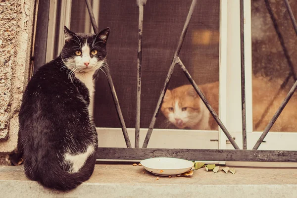 Kedi Üstünde Belgili Tanımlık Pencere Oturuyorlar — Stok fotoğraf