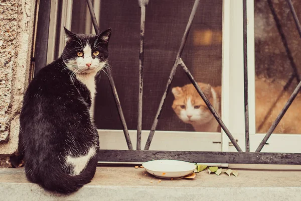 Deux Chats Sont Assis Sur Fenêtre — Photo