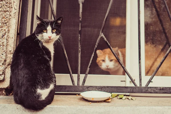 Δύο Γάτες Κάθεται Στο Παράθυρο — Φωτογραφία Αρχείου