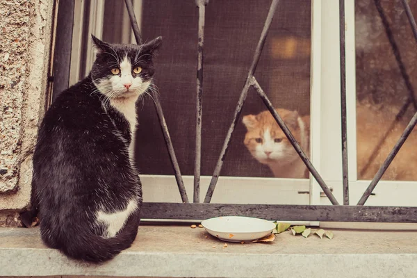 Kedi Üstünde Belgili Tanımlık Pencere Oturuyorlar — Stok fotoğraf