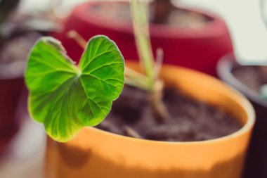 Saksı ile yeşil bir bitki