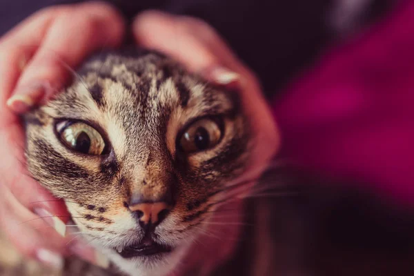 Γάτα Γυναικεία Χέρια Χαϊδεύοντας Μια Γάτα — Φωτογραφία Αρχείου