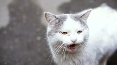 Bahçesinde kedi. Sokakta bahçesinde kedi