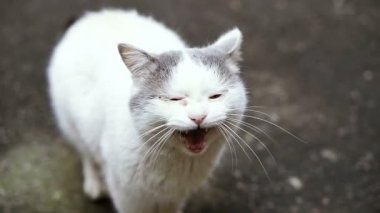 Bahçesinde kedi. Sokakta bahçesinde kedi