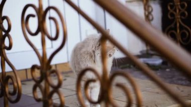 Bahçesinde kedi. Sokakta bahçesinde kedi