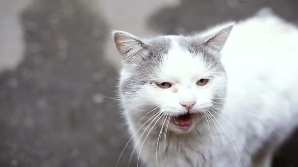 Kot Stoczni Podwórku Kota Ulicy — Wideo stockowe