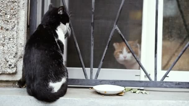 匹の猫が窓に座っています — ストック動画