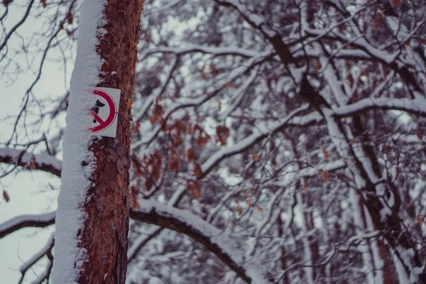 雪山的森林 雪山森林 — 图库照片