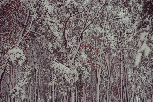 Зима Сніжний Ліс Зима Сніговий Ліс — стокове фото