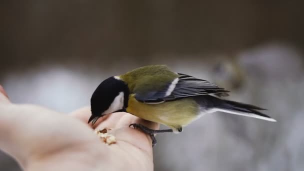 手を持つ鳥は クルミを食べる スローモーション映像 — ストック動画