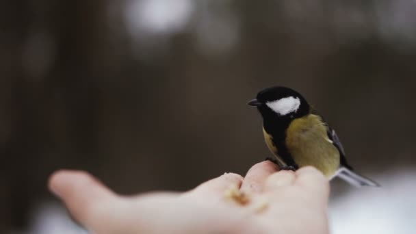 Bird Hands Eats Walnuts Slow Motion Video — Stock Video