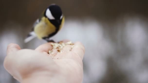 Oiseau Aux Mains Mange Des Noix Vidéo Ralenti — Video