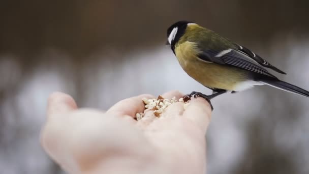 Pájaro Con Manos Come Nueces Vídeo Cámara Lenta — Vídeo de stock