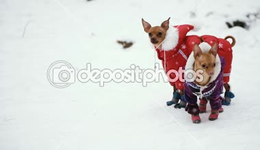 Köpek Giyim soğuk.
