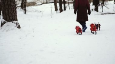 Köpek Giyim soğuk.