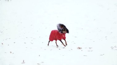 Köpek Giyim soğuk.