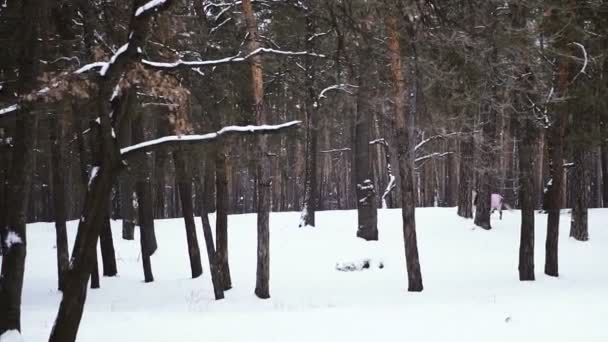 Horse Runs Winter Forest — Stock Video