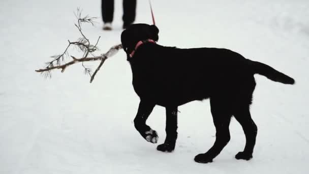 彼の歯で犬ラブラドール スティック — ストック動画