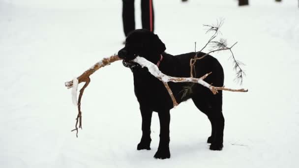 Hund Labrador Stick Tänderna — Stockvideo