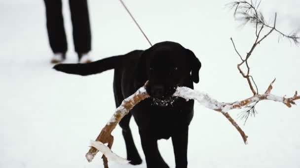 Cane Labrador Bastone Suoi Denti — Video Stock