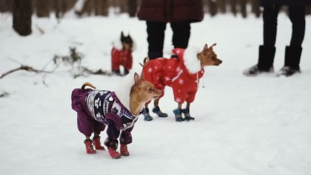 Roupa Cão Frio — Vídeo de Stock